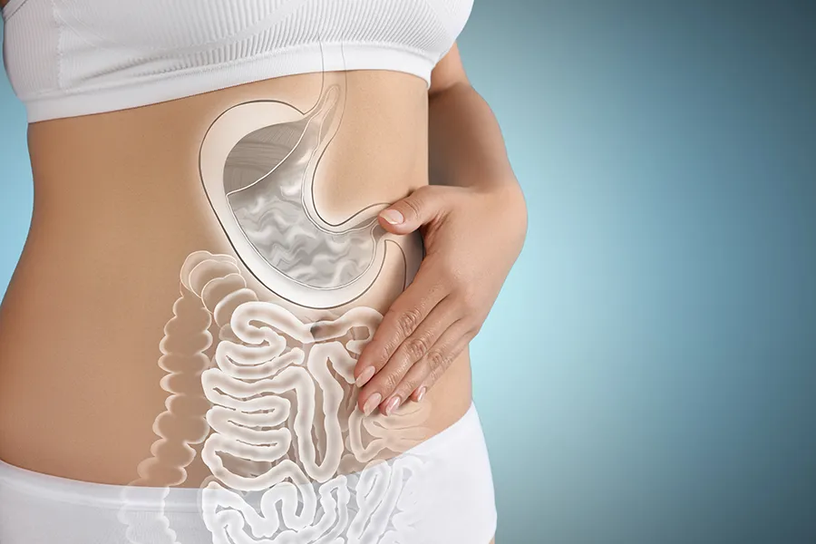 3D illustration of the digestive system superimposed over a woman's midsection. Schedule clinical microbiome testing from Morgan Burns, APRN in New Smyrna Beach.