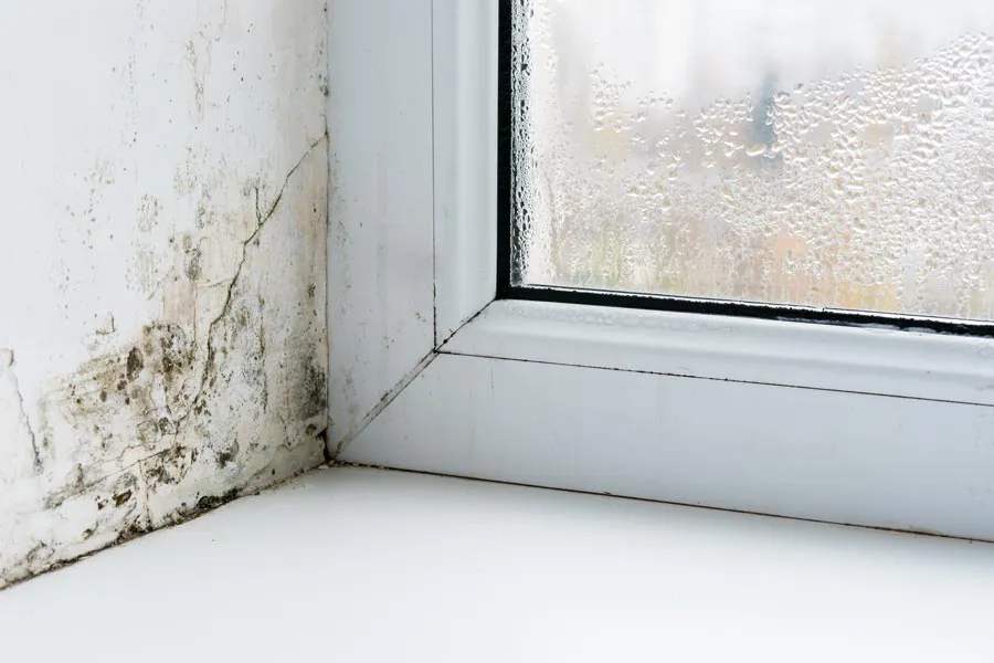 Mold buildup in the corner of a window sill. Get treatment for mold and mycotoxin illness from Morgan Burns, APRN in New Smyrna Beach.